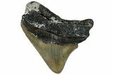 Serrated, Juvenile Megalodon Tooth - North Carolina #309522-1